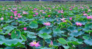 thám tử đồng tháp