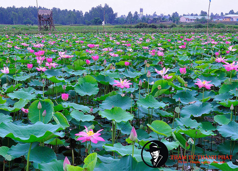 thám tử đồng tháp